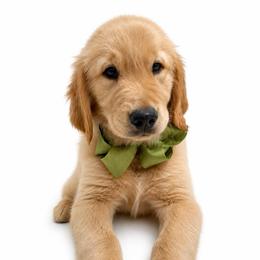 Snoopy - Dark golden male Golden Retriever puppy in Chicago, Illinois from Urbane Retrievers