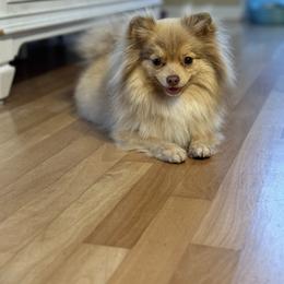 Jules - Chocolate sable female Pomeranian puppy in Canandaigua, New York from Fingerlakes Pomeranians