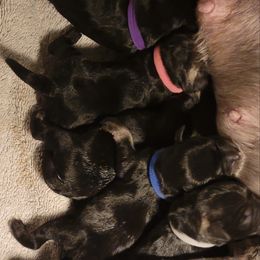 Boy 1 - Black and silver male Miniature Schnauzer puppy in Ohio from Caesars Creek Miniature Schnauzers