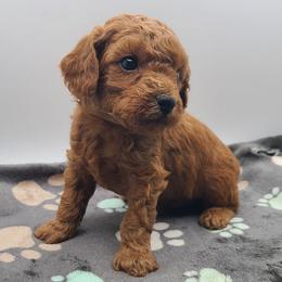 Frosty - Red  male Poodle puppy in Kannapolis, North Carolina from Carolina Great Danes & Toy Poodles