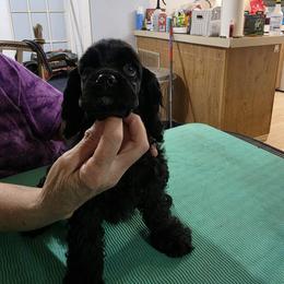 Rory - Black male Cocker Spaniel puppy in Wacissa, Florida from True North Cockers