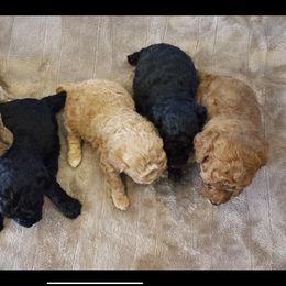 Labradoodle and Poodle Puppies from Nacadoodles