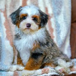 Ginger - Merle female Bernedoodle puppy in Dundee, Ohio from Down Home Doodle