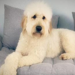 Dixie - Goldendoodle