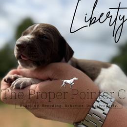 Liberty - female German Shorthaired Pointer puppy in Six Mile, South Carolina from The Proper Pointer Co.