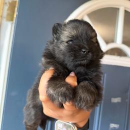 Boy 3 - Tri-colored male Pomeranian puppy in Woonsocket, Rhode Island from Precious Paws by Jai