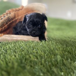 Shih Tzu, Shorkie, Yorkipoo, and Yorkshire Terrier Puppies from Little Rascal Ranch