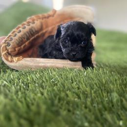 Shih Tzu, Shorkie, Yorkipoo, and Yorkshire Terrier Puppies from Little Rascal Ranch