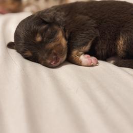 Timber AKC - Red tri-color male Australian Shepherd puppy in Polk City, Florida from Skaky Shepherds
