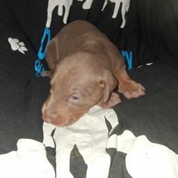 Girl 5 - Fawn (isabella) and rust female Doberman Pinscher puppy in Concord, North Carolina from Dove's K9 Academy