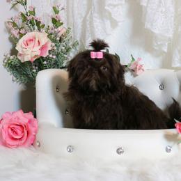 Shih Tzu Puppies from Shih tzu Factory