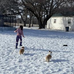 Pembroke Welsh Corgi Puppies from Gotta Chase Em All Corgis