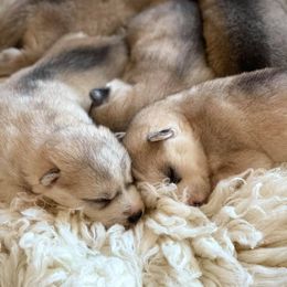 Siberian Huskies from Whispering Woods Siberians