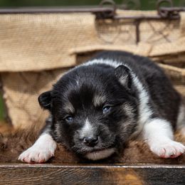 Pomsky Puppies from Pioneer Peak Pomskies