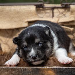 Pomsky Puppies from Pioneer Peak Pomskies