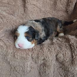 Misty - Merle female Bernedoodle puppy in East Earl, Pennsylvania from Mountainside Puppies