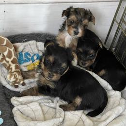 Yorkshire Terrier Puppies from Beantown Yorkshires