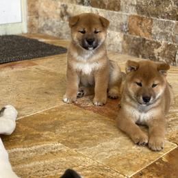 Shiba Inu Puppies from Absolute Shibas