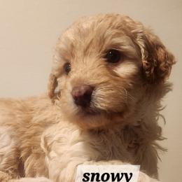 Aussiedoodle Puppies from My Classy Doodles