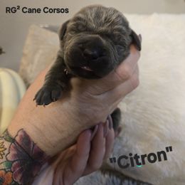 Citron - Gray male Cane Corso puppy in St. Augustine, Florida from RG2 Cane Corsos