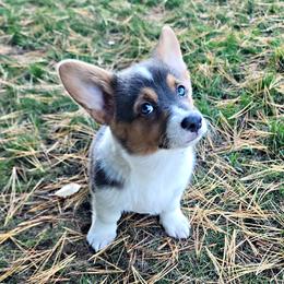 Ariel - Blue female Pembroke Welsh Corgi puppy in Warrensburg, New York from The Adirondack Corgi