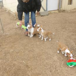 "6 weeks old Portuguese Podengo medio/wire" Portuguese Podengo Puppies from Lochbay