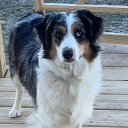 Bella - Miniature Australian Shepherd
