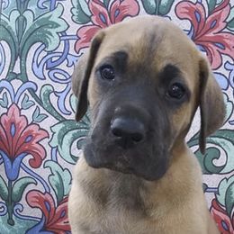 Great Danes and Yorkshire Terriers from Debonair Danes