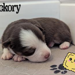 Hickory - Red tri male Toy Australian Shepherd puppy in Mountain Home, Idaho from LJK Boxers & Toy Aussies