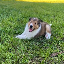 Pete - Sable and white male Collie puppy in St Augustine, Florida from Saltwater Collies LLC