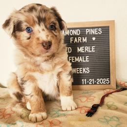 Maroon - Red merle female Australian Shepherd puppy in Camp Verde, Arizona from Diamond Pines Farm