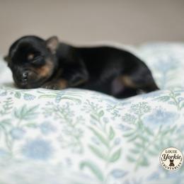 Panda - Black and tan male Yorkshire Terrier puppy in Petersburg, Virginia from Louie yorkie crustables