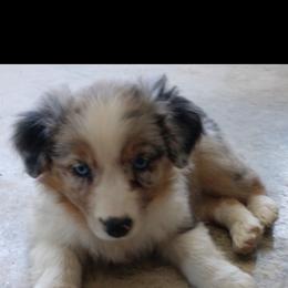 Assorted Doodle Crosses, Australian Shepherd, and Bernedoodle Puppies from Twin Oaks Creek Aussie and Bernedoodle Farm