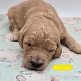 Martha - Apricot female Goldendoodle puppy in Neillsville, Wisconsin from Granton Creek