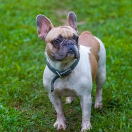 kate - French Bulldog