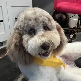 Assorted Doodle Crosses, Goldendoodles, and Poodles from Kava Kennels
