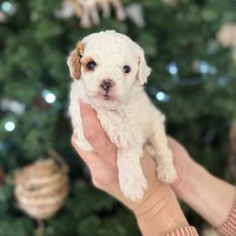 Frosty - Blenheim male Cavapoo puppy in Spanish Fork, Utah from Sugar Doodles Pups