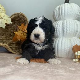 Girl 1 - Black and white female Bernedoodle puppy in Russiaville, Indiana from Pleasant Creek Minibernedoodles