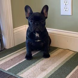 - French Bulldog