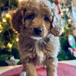Aussiedoodle, Cockapoo, and Havapoo Puppies from Kaitlen Wood