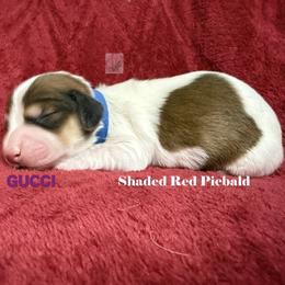 Gucci - Red male Dachshund puppy in Waseca, Minnesota from Dragonfly Doxies