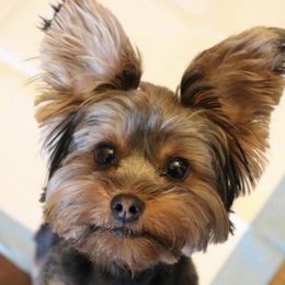 Luna - Yorkshire Terrier