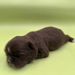 Bud - Liver and white male Shih Tzu puppy in Porterville, California from Moore Shih Tzus