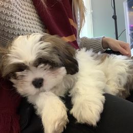 Dende - Cavalier King Charles Spaniel