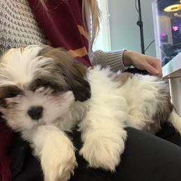 Dende - Cavalier King Charles Spaniel