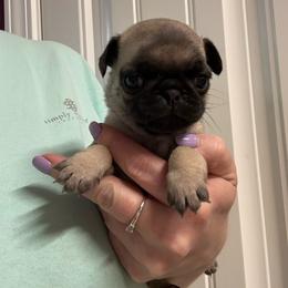 Lily - Fawn female Pug puppy in Ludowici, Georgia from Royal Destiny Kennels