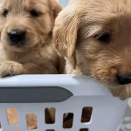 Golden Retriever puppies from Ellabell Goldens