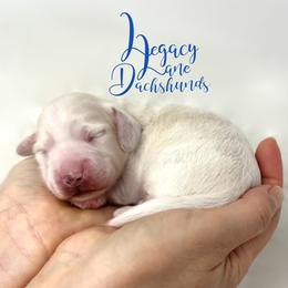 Dachshund Puppies from Legacy Lane Dachshunds
