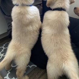 Golden Retriever Puppies from Hearth & Homestead