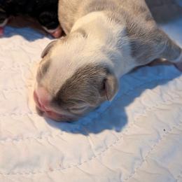 Blue pied - Tricolors male French Bulldog puppy in Jefferson City, Missouri from Central Frenchie Haven